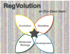 Evo-Devo team
