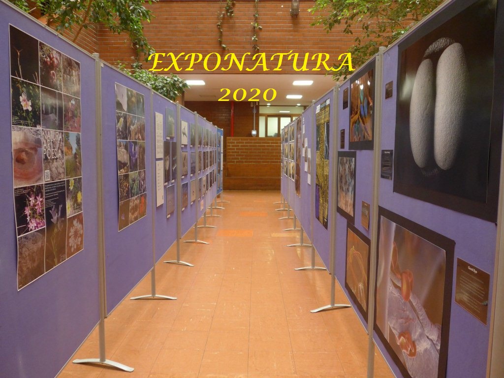 Exposicions culturals i científiques