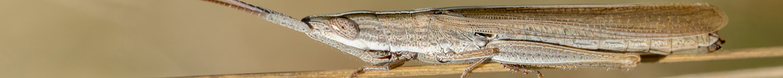 Brachycrotaphus tryxalicerus