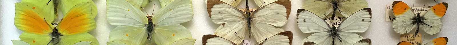 Colección de Lepidoptera