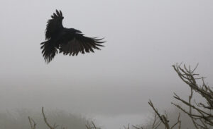 a crow flying